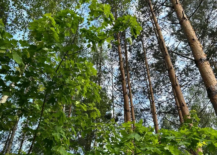 Domek Pod Klonem